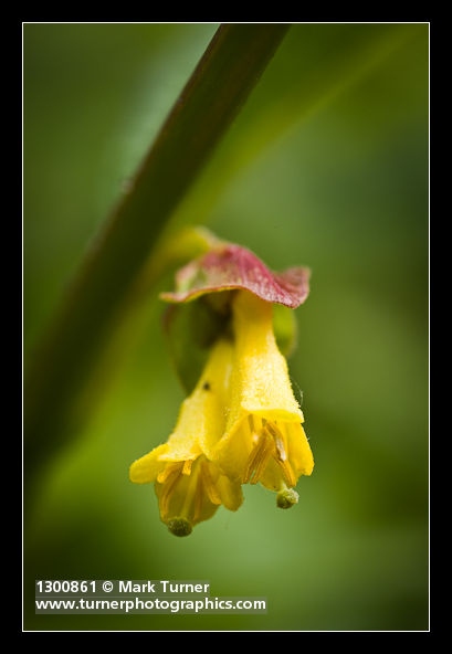 Twinberry Honeysuckle blossoms detail