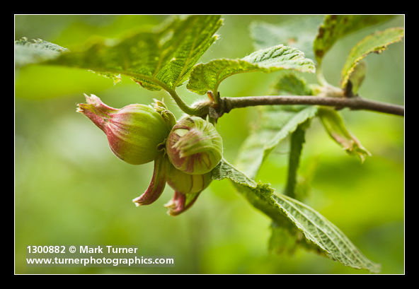 Beaked Hazelnut immature fruit detail