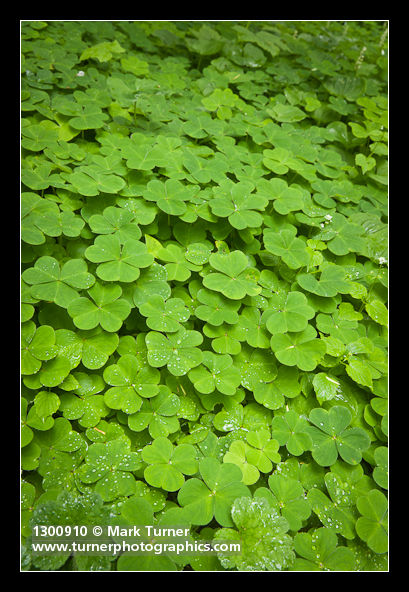 Redwood Sorrel foliage