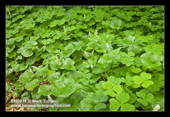 False Lily of the Valley groundcover among Redwood Sorrel