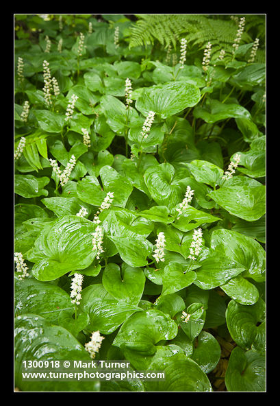 False Lily of the Valley groundcover