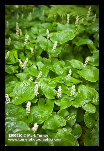 False Lily of the Valley groundcover