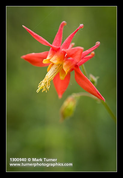 Columbine blossom detail