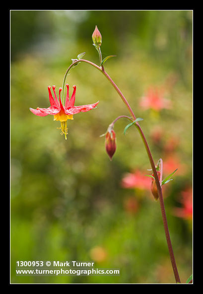 Columbine blossom