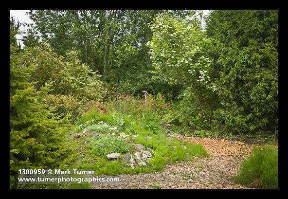 Mass of Columbine, Sulphur Flower on mound, framed by Highbush Cranberry, Shining Oregon-grape, Western Redcedar