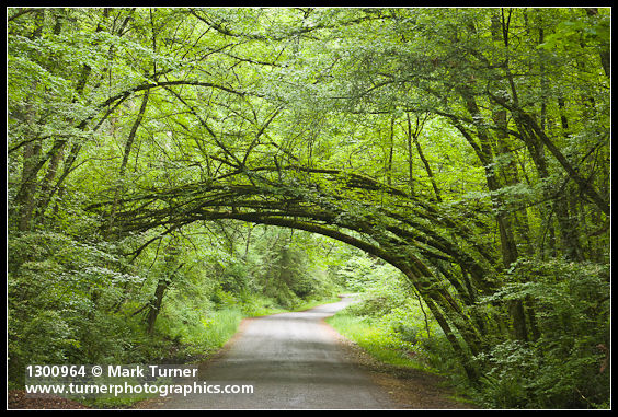 Siberian Elm arch over Arboretum Drive