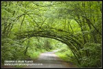 Siberian Elm arch over Arboretum Drive