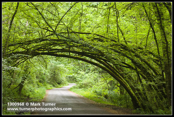 Siberian Elm arch over Arboretum Drive