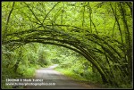 Siberian Elm arch over Arboretum Drive