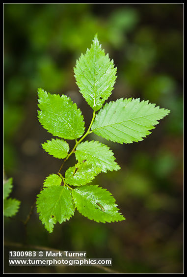 Siberian Elm foliage