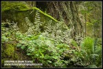 Small-flowered Alumroot, Sword Fern at base of sandstone cliff & Douglas-fir trunk