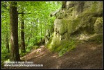 Douglas-firs, Bigleaf Maples at base of Chuckanut formation sandstone cliff