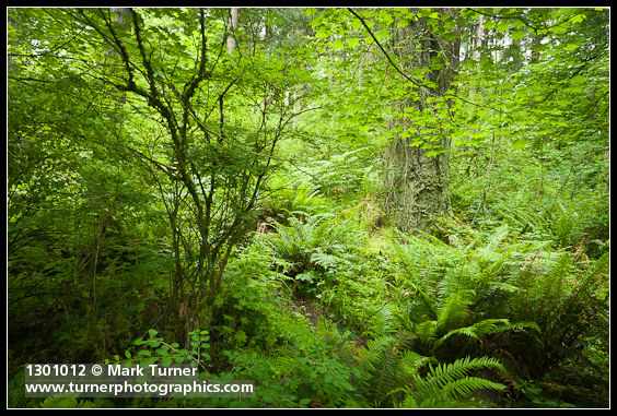 Forest understory of Red Huckleberry, Vine Maple, Sword Ferns, Snowberry w/ Douglas-fir trunk