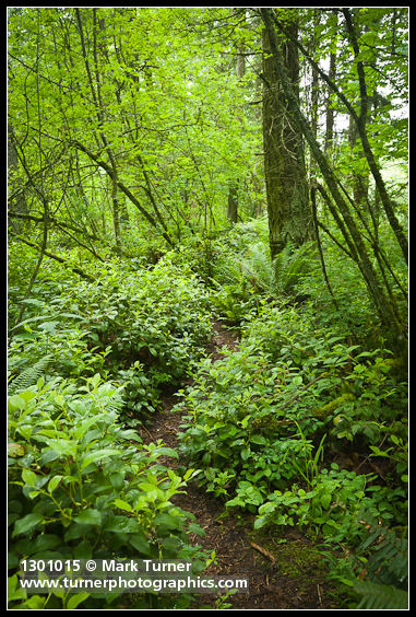 Narrow path through Salal, under Vine Maples & Douglas-fir