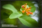 Orange Honeysuckle blossoms & foliage