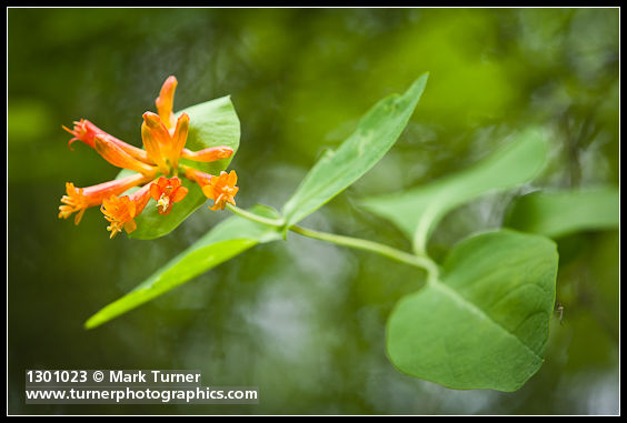 Orange Honeysuckle blossoms & foliage