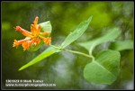 Orange Honeysuckle blossoms & foliage
