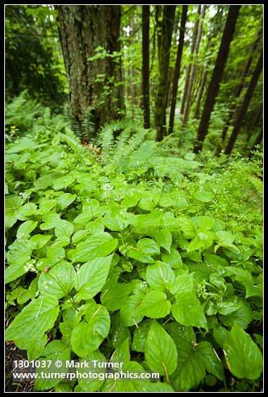 Enchanter's Nightshade at base of Douglas-firs
