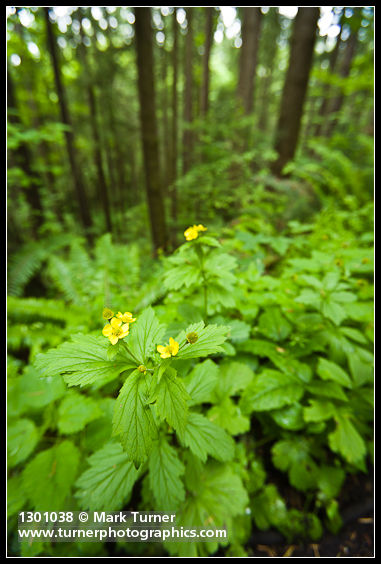 Large-leaved Avens w/ Douglas-firs soft bkgnd