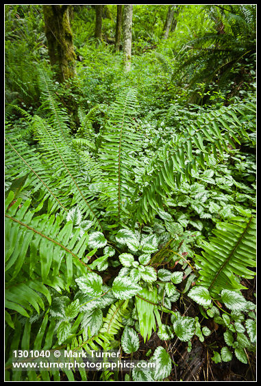 Invasive Yellow Archangel foliage at base of Sword Fern