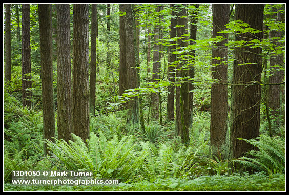 Douglas-fir trunks w/ Bigleaf Maple branch, Sword Ferns at base, dense shrub understory