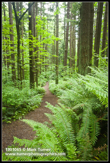 Forest trail through Douglas-firs, Bigleaf Maples, Sword Ferns