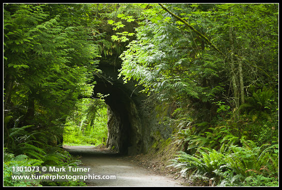 Tunnel through Chuckanut sandstone, framed by Western Redcedar, Bigleaf Maple, Sword Ferns