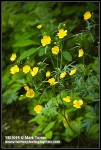 Swamp Buttercup blossoms