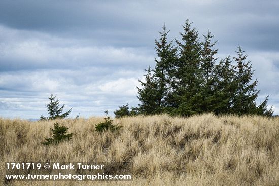 Yellow Ryegrass (American Dunegrass) & Douglas-firs on stabilized dune