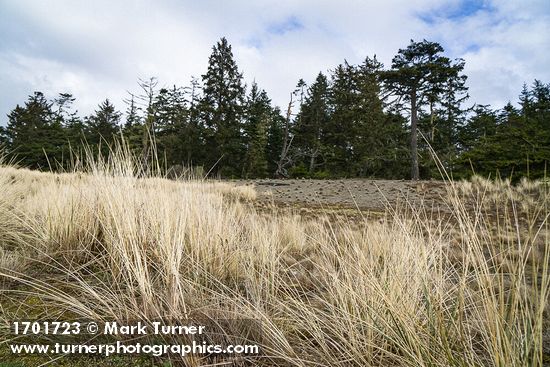 Yellow Ryegrass (American Dunegrass) & Douglas-firs on stabilized dune