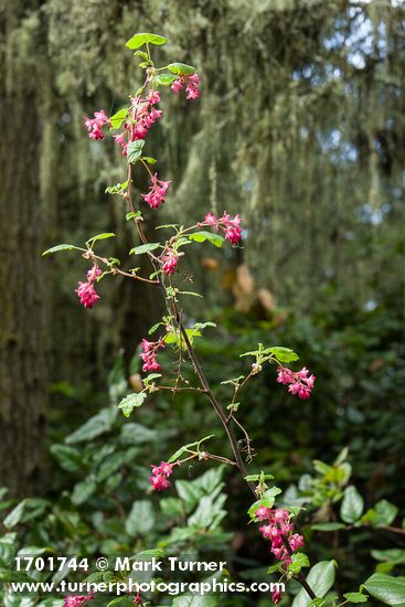 Red-flowering Currant