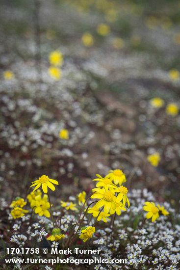 Gold Stars among Spring Whitlow-grass