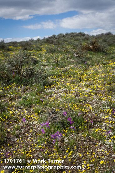 Grass Widows, Spring Whitlow-grass, Gold Stars, Giant-seed Lomatium among Sagebrush