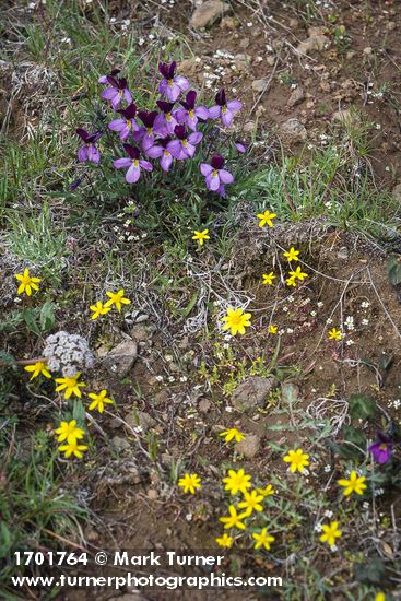 Sagebrush Violets, Grass Widows, Spring Whitlow-grass, Gold Stars, Giant-seed Lomatium