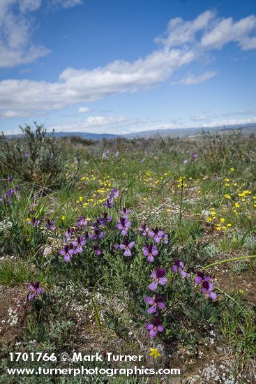 Sagebrush Violets, Grass Widows, Spring Whitlow-grass, Gold Stars, Giant-seed Lomatium under spring clouds