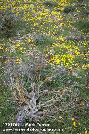 Grass Widows, Spring Whitlow-grass, Gold Stars, Giant-seed Lomatium among Sagebrush