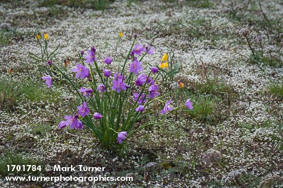 Grass Widows, Spring Whitlow-grass, Yellow Bells