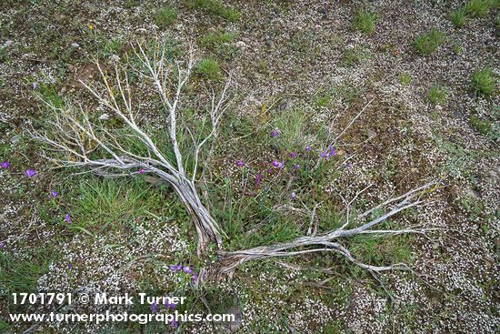 Grass Widows, Spring Whitlow-grass around dead Sagebrush stems