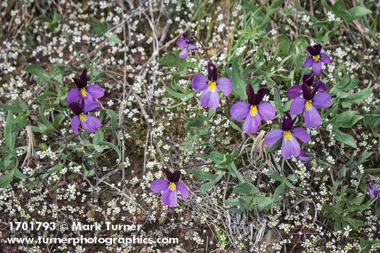 Sagebrush Violets among Spring Whitlow-grass