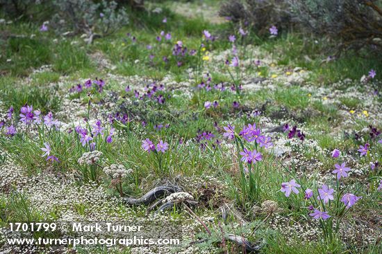 Grass Widows, Giant-seeded Lomatium among Spring Whitlow-grass
