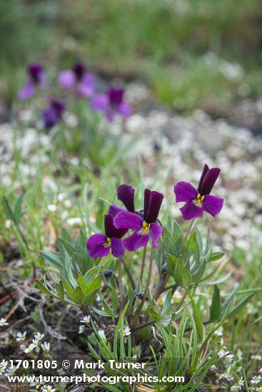 Sagebrush Violets among Spring Whitlow-grass