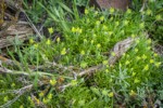 Hornseed Buttercup