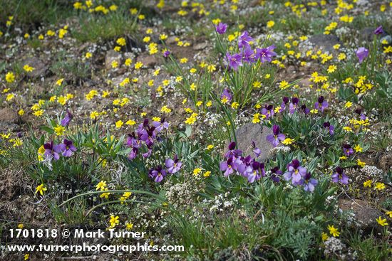 Sagebrush Violets among Spring Whitlow-grass & Gold Stars
