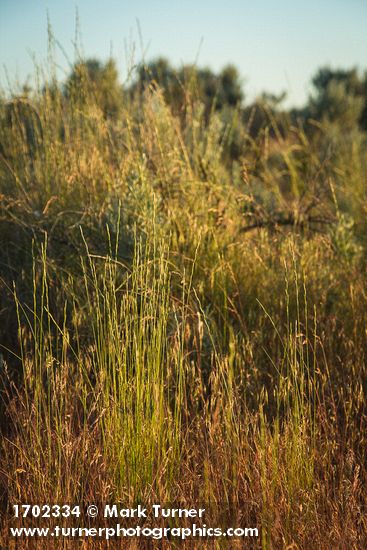 Bluebunch Wheatgrass among Cheatgrass