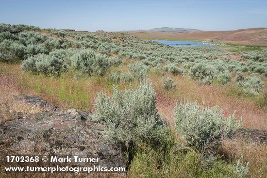 Sagebrush among grasses near Susan Lake