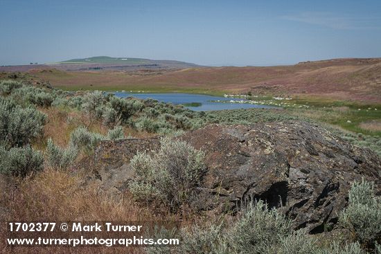 Sagebrush among grasses, lichen-covered basalt near Susan Lake