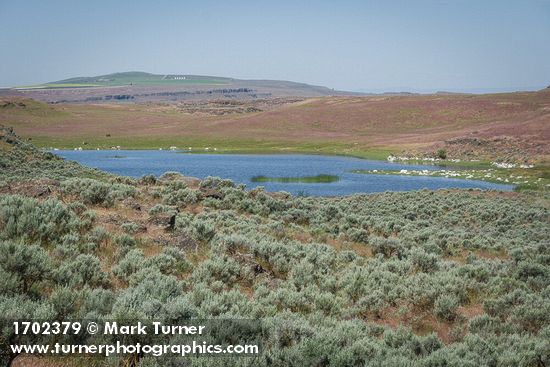 Sagebrush among grasses near Susan Lake