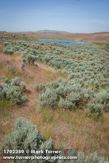Sagebrush among Bluebunch Wheatgrass, Cheatgrass near Susan Lake
