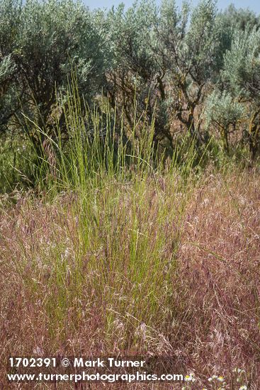 Bluebunch Wheatgrass among Cheatgrass, Sagebrush near Susan Lake