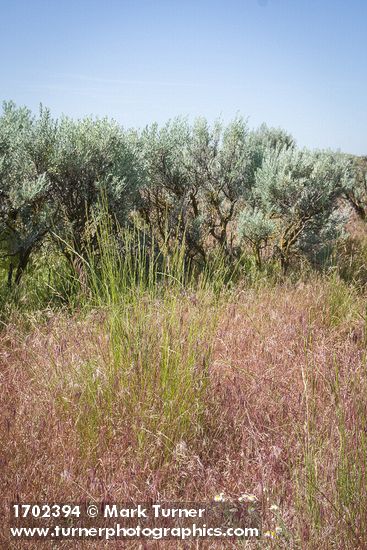 Bluebunch Wheatgrass among Cheatgrass, Sagebrush near Susan Lake